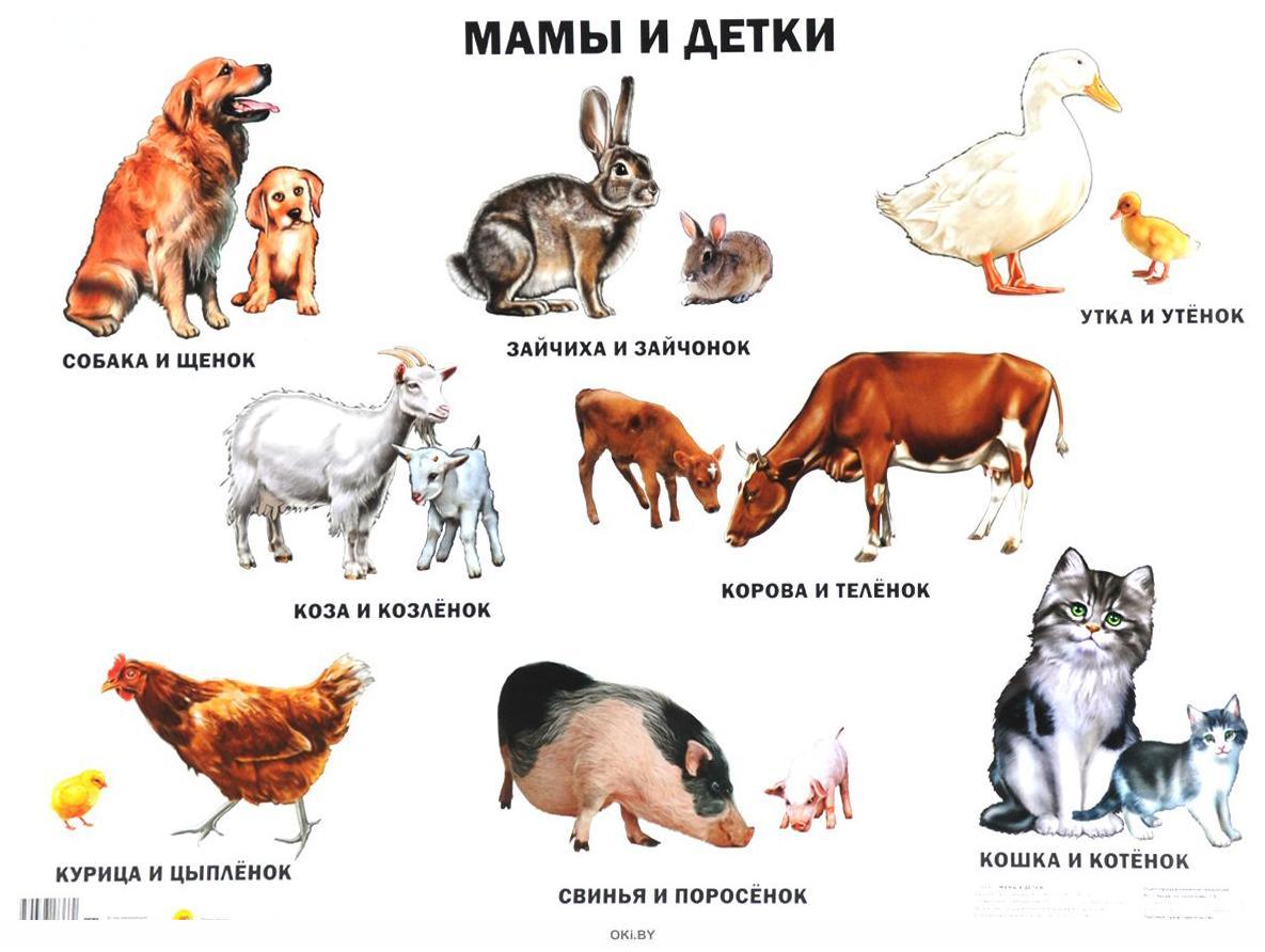 предметные картинки домашние животные