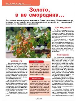 Строим планы на урожай-2019 2 / 2019 Сад, огород- кормилец и лекарь