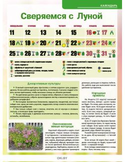 Растим свеклу для летного борща 5 / 2019 Сад, огород- кормилец и лекарь