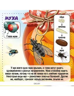Насекомые. Энциклопедия в кармане№ 1 (19)