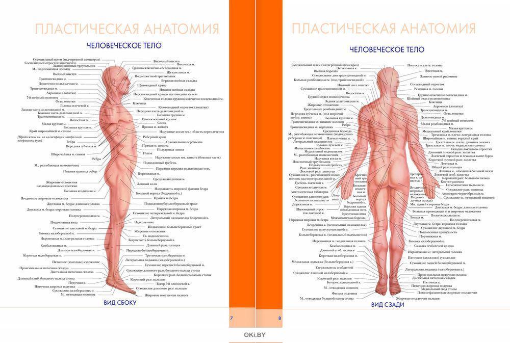 Анатомия интернет магазина. Большой атлас анатомии человека Винс Перез. Большой атлас анатомии человека | Перез Винсент. Большой атлас анатомии человек анатомические таблицы. Атлас тела человека.