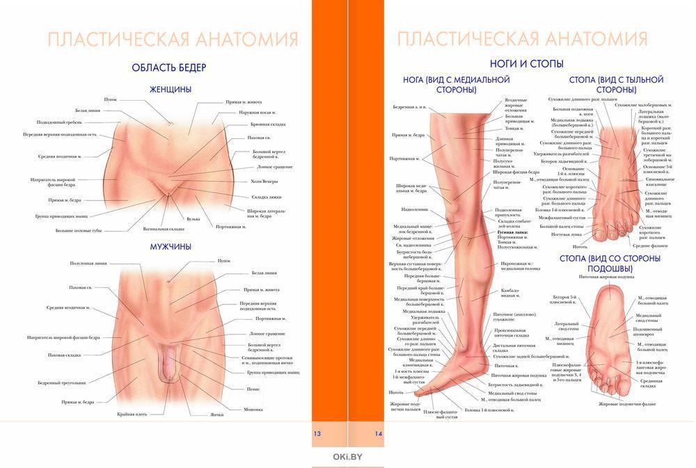 Картинки атлас анатомии человека