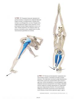 Инструктор йоги. Анатомия виньяса-флоу и асан, выполняемых стоя