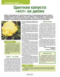 Цветная капуста «ест» за двоих 3 / 2020 Сад, огород- кормилец и лекарь