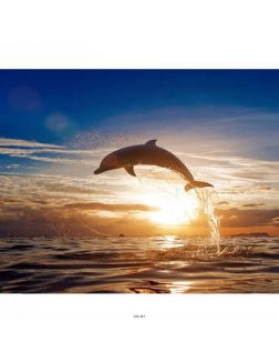 Дельфин на закате - живопись по номерам на подрамнике 40х50 см (Azart)