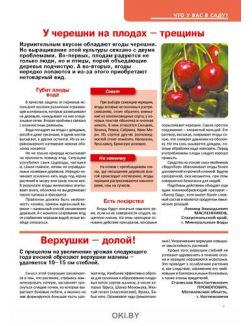 У черешни на плодах - трещины 9 / 2020 Сад, огород - кормилец и лекарь