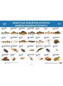 Животные водоёмов Беларуси. Интерактивный плакат