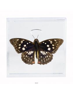 Удивительные бабочки № 2-3 комплект