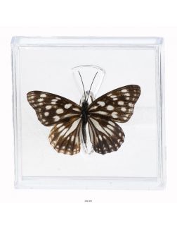 Удивительные бабочки № 6. Гестина Персимилис