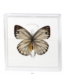 Удивительные бабочки № 9. Цепора нерисса