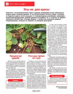 Свекла на макушке лета 14 / 2021 Сад, огород — кормилец и лекарь