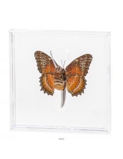 Удивительные бабочки № 13. Цетозия билис