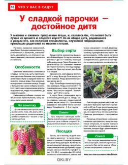 Ежемалина — достойное дитя сладкой парочки 19 / 2021 Сад, огород — кормилец и лекарь