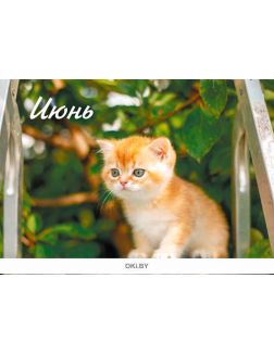 Календарь перекидной «Любимые котята» на 2022 год А4