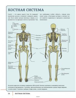 Атлас анатомии человека с дополненной реальностью | Спектор Анна