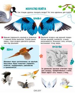 Энциклопедия с наклейками «Птицы» и летающая птица в ассортименте