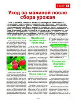 Сад огород — кормилец и лекарь 17 / 2023