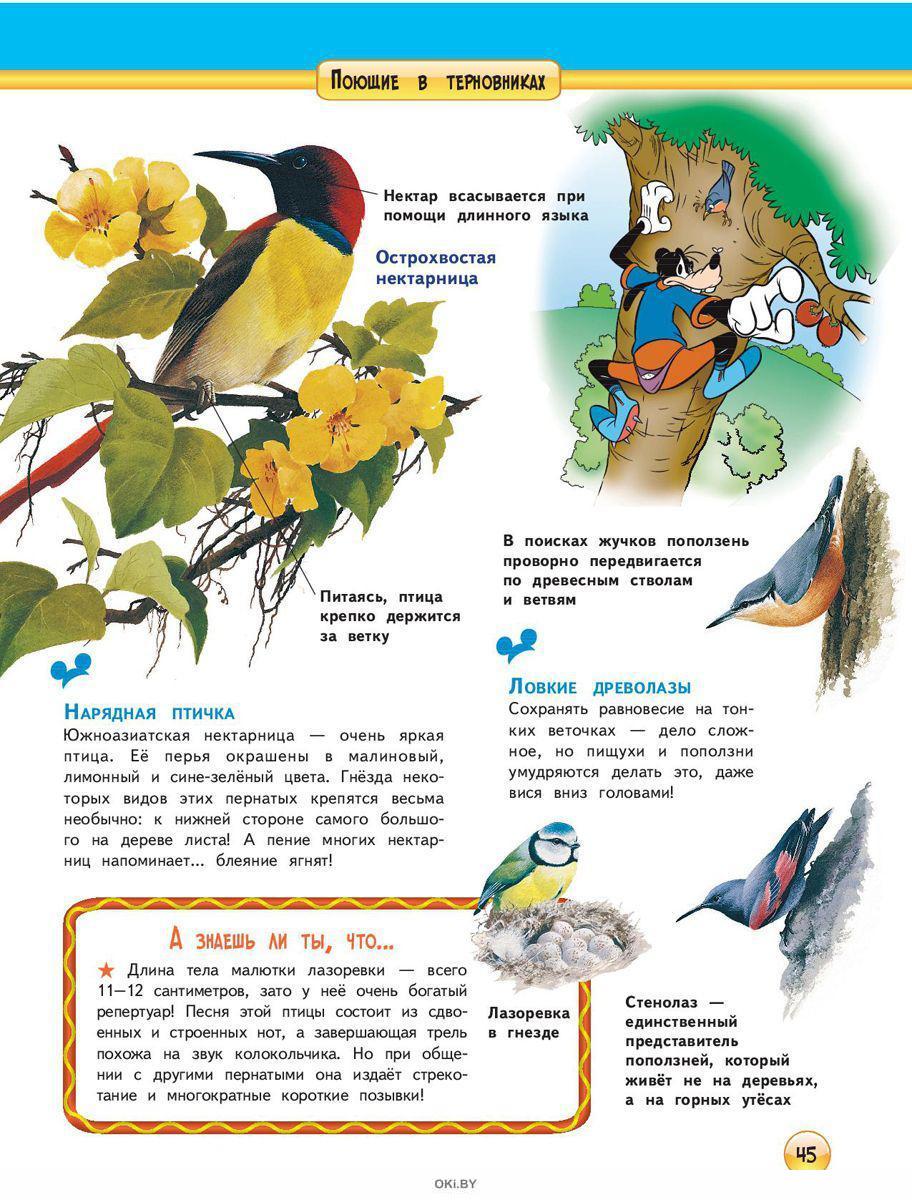 Птицы отзывы. Энциклопедия для любознательных. Птицы. Колибри энциклопедия для детей. Энциклопедия для любознательных большая книга птицы. Энциклопедия Дисней про птиц.