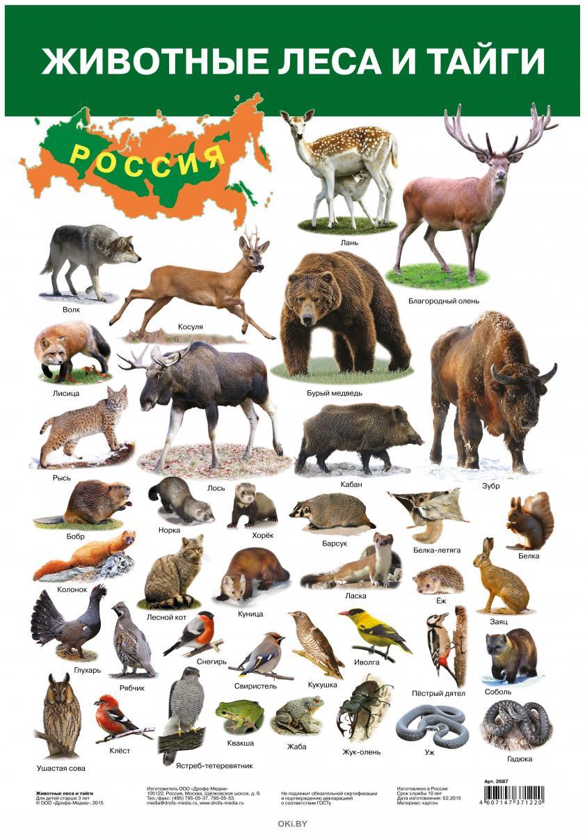 Купить Плакат. Животные леса и тайги в Минске в Беларуси | Стоимость: за  1.43 руб.